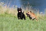 STAFFIE 077